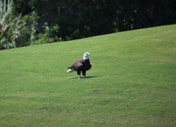 View of a bird on a field