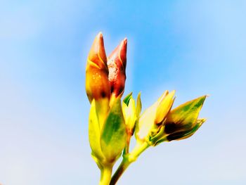 Low angle view of yellow flowering plant against sky