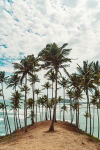 Coconut trees by the beach in sri lanka