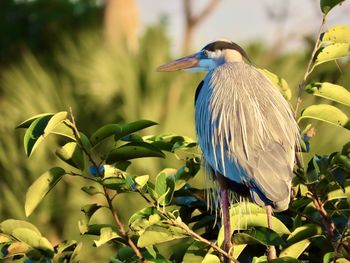 Close-up of bird perching on plant