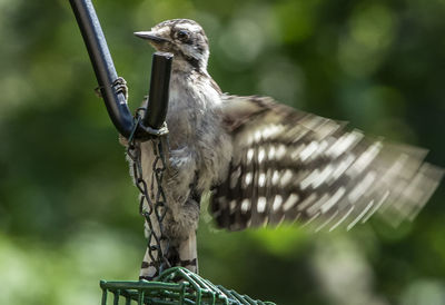 Flapping at the feeder