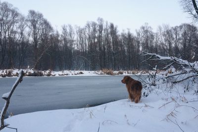 Cat with dog in background