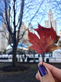 Close-up of hand holding maple leaf