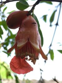 Low angle view of lizard on tree