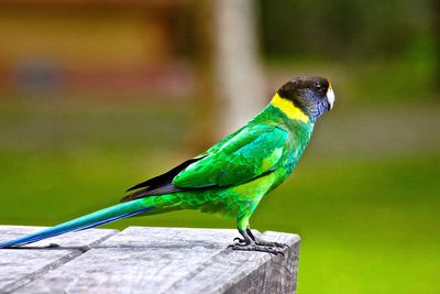 Close-up of parrot perching on branch