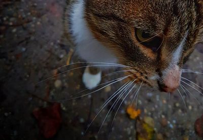 Close-up of cat