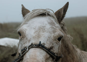 Close-up of horse horse pony eyes snout in haze fog foggy