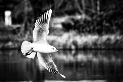 Seagull flying over lake