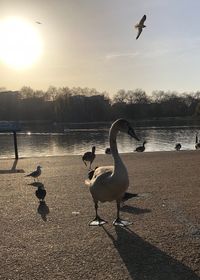 High angle view of birds flying over lake against sky
