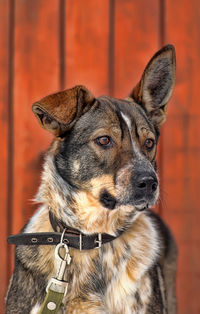 Close-up portrait of a dog looking away