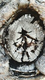 Close-up of tree trunk