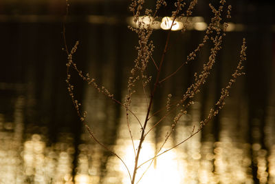 Stalk on the sunset background