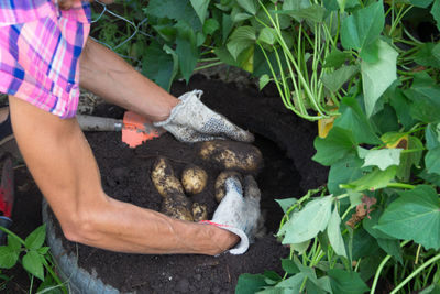 Midsection of man holding plants in garden