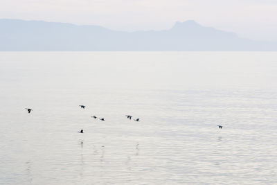 Birds in a lake