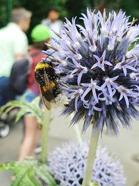 Close-up of bee pollinating on flower