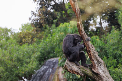 Low angle view of monkey on tree