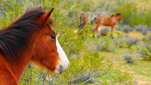 View of a horse on field