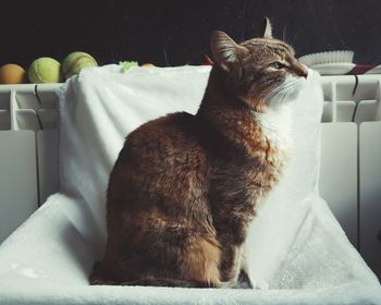 Cat sleeping on the floor