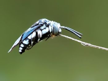 Close-up of insect on twig