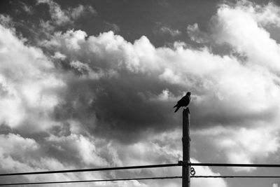 Low angle view of bird perching on wooden post against sky