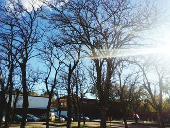 Bare trees against sky