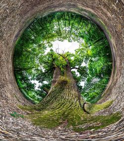 View of tree trunk