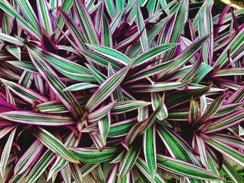 Full frame shot of plants
