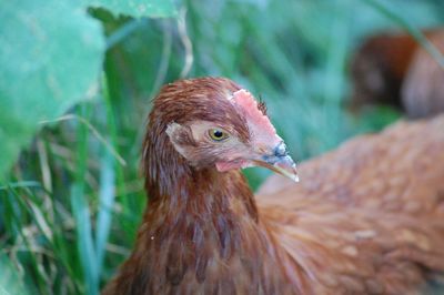 Close up of a young hen