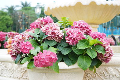 Close-up of pink flowering plant