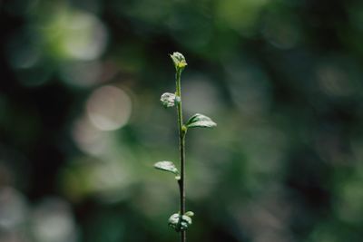 Close-up of plant