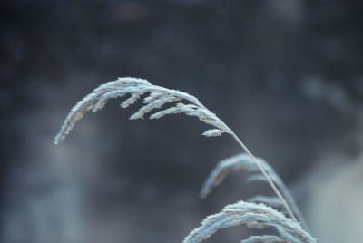 Close-up of frozen plant