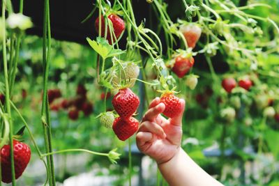 Red berries growing on plant