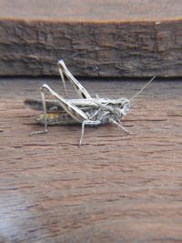 Close-up of insect