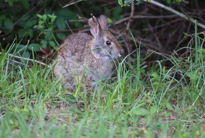 View of an animal on field