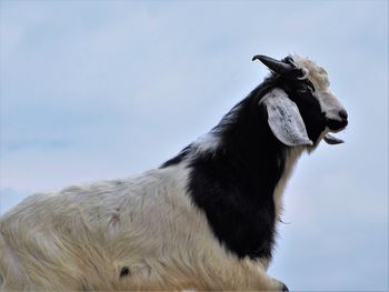 Close-up of horse against sky