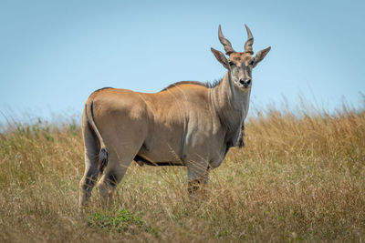 Common eland stands in grass eyeing camera