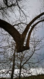 Low angle view of bare tree against sky