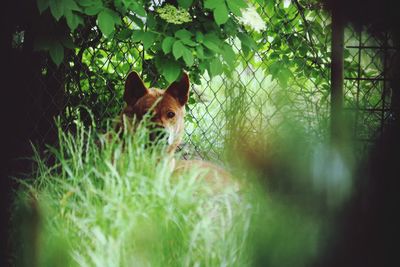 Portrait of a dog on land