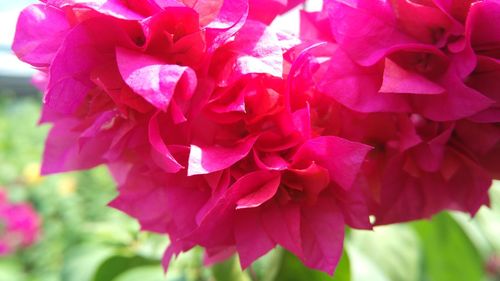 Close-up of pink flowers