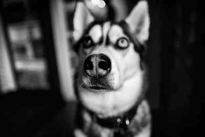 Close-up portrait of dog