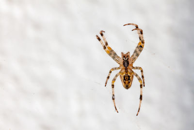 Close-up of spider on web