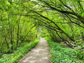 Footpath amidst trees in forest