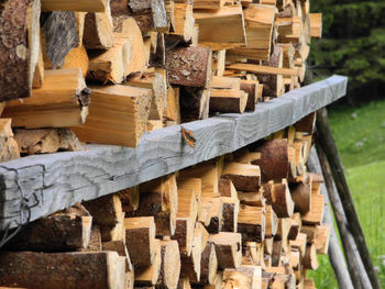 Stack of logs in forest