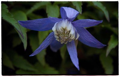 Close-up of purple flowers blooming outdoors