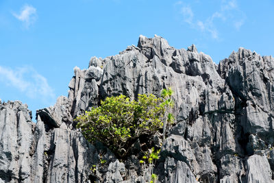 Low angle view of plants growing on rock against sky