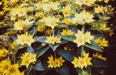 Close-up of yellow flowering plants