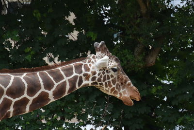Close-up of giraffe against trees