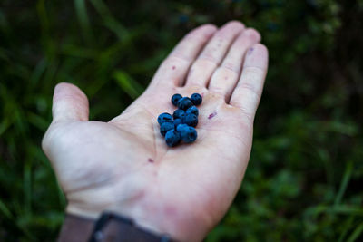 Cropped hand holding blueberries over field