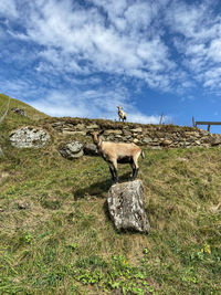 View of an animal on field