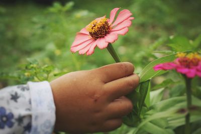 flower